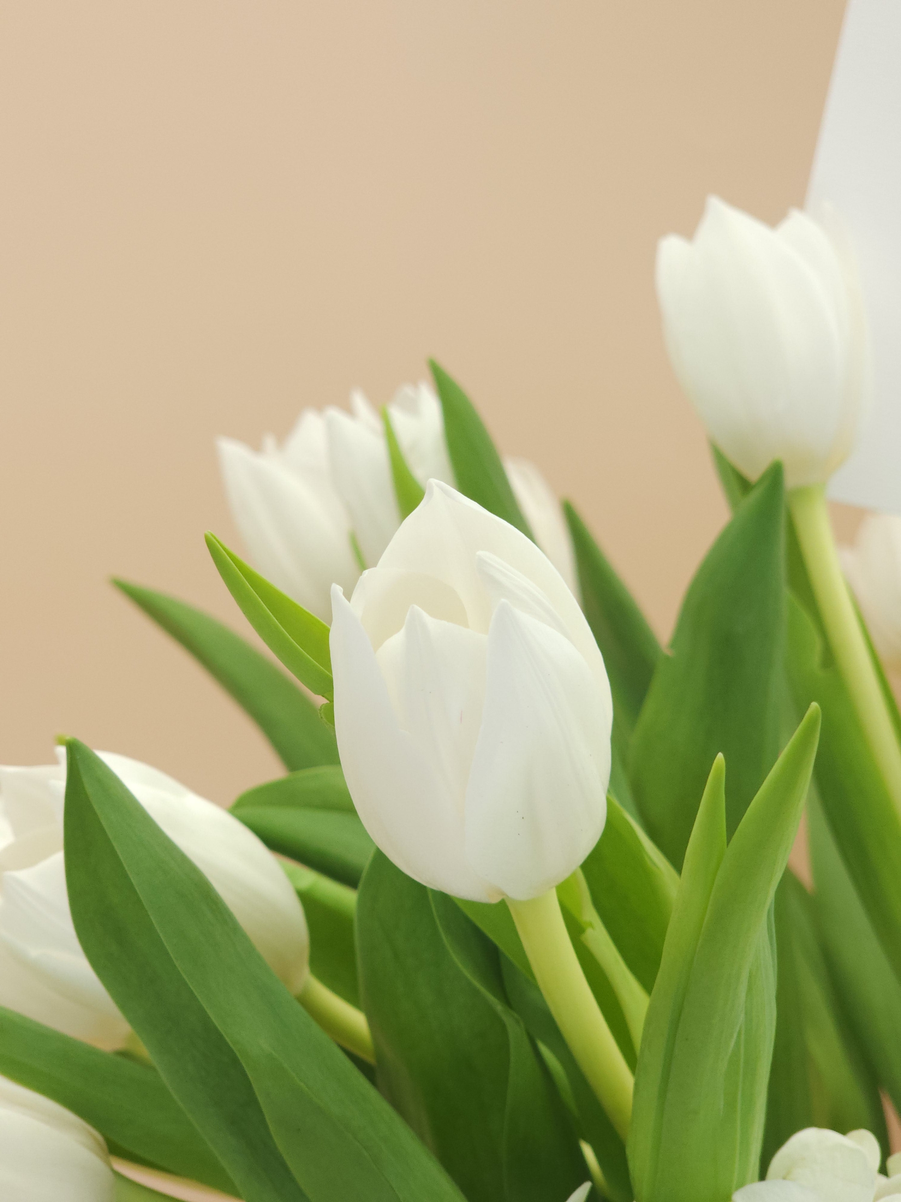 بوكس باقة ورد توليب و هيدرينجا